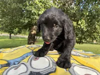 Violet, a female Goldendoodle for sale in Oklahoma City, OK – 7 of 8