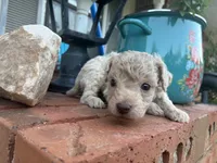Wayne, a male Poodle - Miniature  and Miniature Aussiedoodle for sale in Oklahoma City, OK – 8 of 9