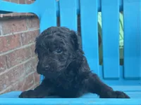 Willa F1b, a female Poodle - Miniature  and Miniature Aussiedoodle for sale in Oklahoma City, OK – 3 of 7