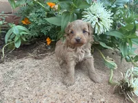 Wendy, a female Poodle - Miniature  and Miniature Aussiedoodle for sale in Oklahoma City, OK – 4 of 6