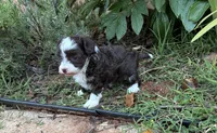Ursula, a female Poodle - Miniature  and Miniature Aussiedoodle for sale in Oklahoma City, OK – 6 of 10