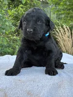 Vance, a male Goldendoodle for sale in Oklahoma City, OK – 3 of 8