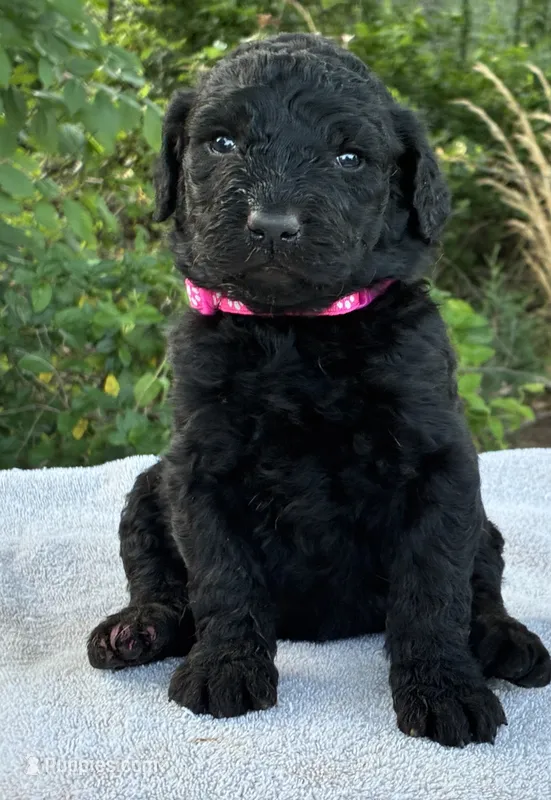Valentina – Goldendoodle puppy for sale in Oklahoma City, OK