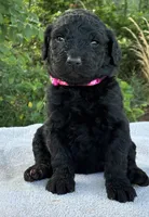 Valentina, a female Goldendoodle for sale in Oklahoma City, OK – 1 of 8