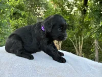 Violet, a female Goldendoodle for sale in Oklahoma City, OK – 2 of 6