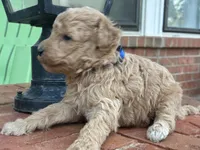 Walker F1B , a male Aussiedoodle and Poodle - Miniature  for sale in Oklahoma City, OK – 5 of 5