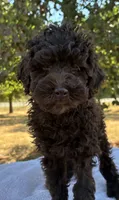 Willa F1b, a female Poodle - Miniature  and Miniature Aussiedoodle for sale in Oklahoma City, OK – 9 of 10