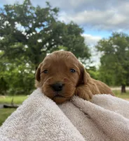 Vincenzo, a male Goldendoodle for sale in Oklahoma City, OK – 4 of 7