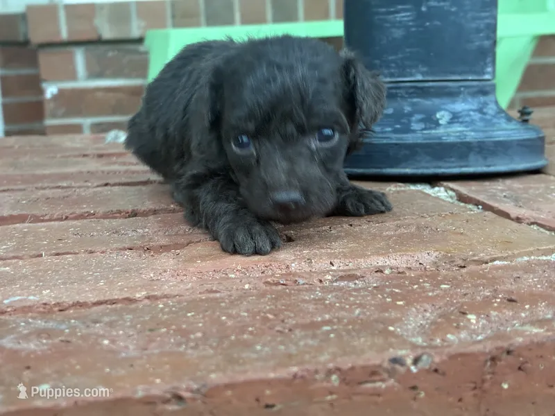 Wren  – Poodle - Miniature , Miniature Aussiedoodle puppy for sale in Oklahoma City, OK