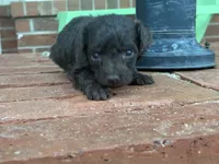 Wren , a female Poodle - Miniature  and Miniature Aussiedoodle for sale in Oklahoma City, OK – 3 of 10