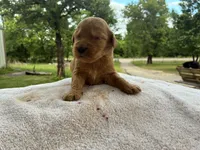 Vincenzo, a male Goldendoodle for sale in Oklahoma City, OK – 7 of 7