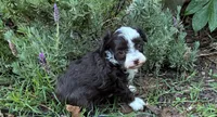 Ursula, a female Poodle - Miniature  and Miniature Aussiedoodle for sale in Oklahoma City, OK – 3 of 10
