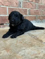 Zelda, a male Aussiedoodle and Poodle - Miniature  for sale in Oklahoma City, OK – 4 of 6