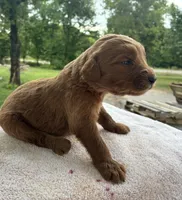 Vixene, a male Goldendoodle for sale in Oklahoma City, OK – 6 of 9