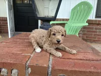 Walker F1B , a male Aussiedoodle and Poodle - Miniature  for sale in Oklahoma City, OK – 4 of 5