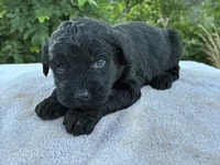Vincent, a male Goldendoodle for sale in Oklahoma City, OK – 6 of 8
