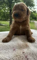 Vixene, a male Goldendoodle for sale in Oklahoma City, OK – 3 of 9