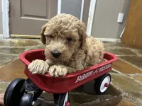 Walker F1B , a male Aussiedoodle and Poodle - Miniature  for sale in Oklahoma City, OK – 4 of 10