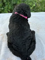 Valentina, a female Goldendoodle for sale in Oklahoma City, OK – 5 of 8