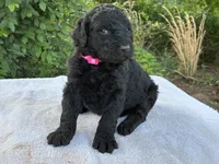 Valentina, a female Goldendoodle for sale in Oklahoma City, OK – 7 of 8