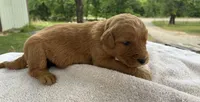Vincenzo, a male Goldendoodle for sale in Oklahoma City, OK – 5 of 7
