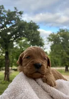 Vincenzo, a male Goldendoodle for sale in Oklahoma City, OK – 3 of 7