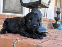 Robin F1B, a female Poodle - Miniature  and Miniature Aussiedoodle for sale in Oklahoma City, OK – Photo 5 of 9