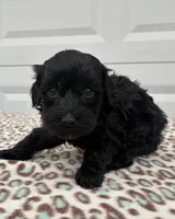 Robin F1B, a female Poodle - Miniature  and Miniature Aussiedoodle for sale in Oklahoma City, OK – Photo 8 of 9