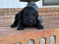 Robin F1B, a female Poodle - Miniature  and Miniature Aussiedoodle for sale in Oklahoma City, OK – Photo 6 of 9