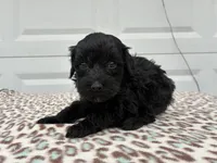 Robin F1B, a female Poodle - Miniature  and Miniature Aussiedoodle for sale in Oklahoma City, OK – Photo 9 of 9