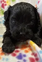Robin F1B, a female Poodle - Miniature  and Miniature Aussiedoodle for sale in Oklahoma City, OK – Photo 3 of 9