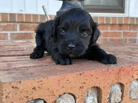 Robin F1B, a female Poodle - Miniature  and Miniature Aussiedoodle for sale in Oklahoma City, OK – Photo 4 of 9