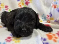 Robin F1B, a female Poodle - Miniature  and Miniature Aussiedoodle for sale in Oklahoma City, OK – Photo 1 of 9