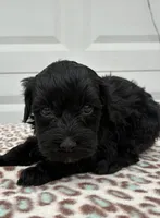 Robin F1B, a female Poodle - Miniature  and Miniature Aussiedoodle for sale in Oklahoma City, OK – Photo 7 of 9