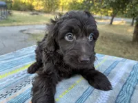 Winter , a female Poodle - Miniature  and Miniature Aussiedoodle for sale in Oklahoma City, OK – 7 of 10