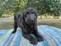 Winter , a female Poodle - Miniature  and Miniature Aussiedoodle for sale in Oklahoma City, OK – 6 of 10