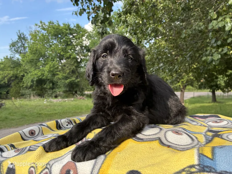 Violet – Goldendoodle puppy for sale in Oklahoma City, OK