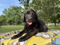 Violet, a female Goldendoodle for sale in Oklahoma City, OK – 1 of 8