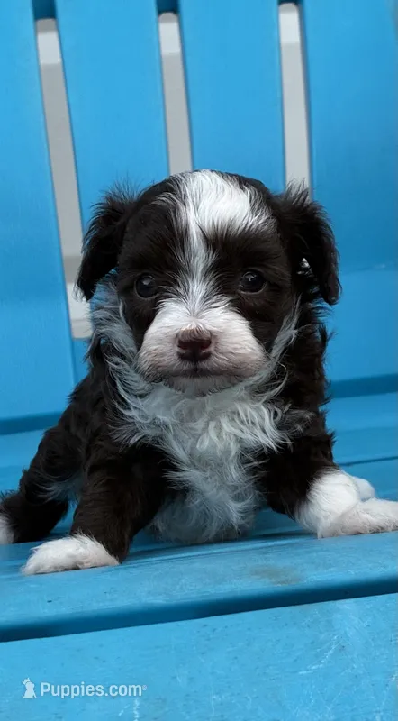 Ursula, a female Poodle - Miniature  and Miniature Aussiedoodle for sale in Oklahoma City, OK – 1 of 10