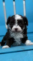 Ursula, a female Poodle - Miniature  and Miniature Aussiedoodle for sale in Oklahoma City, OK – 1 of 10