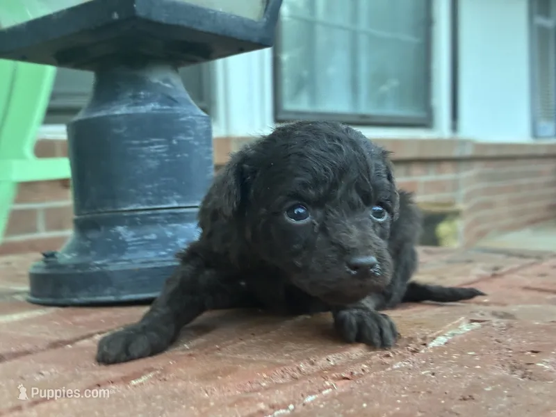 Wren  – Poodle - Miniature , Miniature Aussiedoodle puppy for sale in Oklahoma City, OK