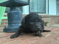 Wren , a female Poodle - Miniature  and Miniature Aussiedoodle for sale in Oklahoma City, OK – 1 of 10