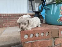 Wayne, a male Poodle - Miniature  and Miniature Aussiedoodle for sale in Oklahoma City, OK – 7 of 9