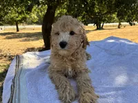 Walker F1B , a male Aussiedoodle and Poodle - Miniature  for sale in Oklahoma City, OK – 8 of 10
