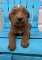 Vixene, a male Goldendoodle for sale in Oklahoma City, OK – 5 of 9