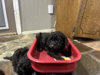 Wren , a female Poodle - Miniature  and Miniature Aussiedoodle for sale in Oklahoma City, OK – 6 of 9