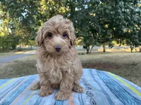Wendy, a female Poodle - Miniature  and Miniature Aussiedoodle for sale in Oklahoma City, OK – 9 of 9