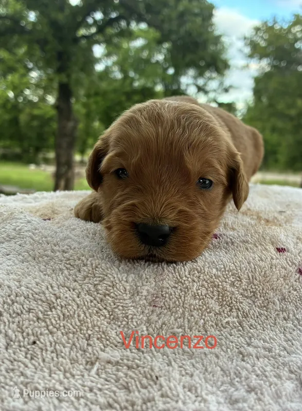 Vincenzo – Goldendoodle puppy for sale in Oklahoma City, OK