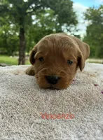Vincenzo, a male Goldendoodle for sale in Oklahoma City, OK – 1 of 7
