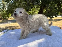 Wayne, a male Poodle - Miniature  and Miniature Aussiedoodle for sale in Oklahoma City, OK – 9 of 10
